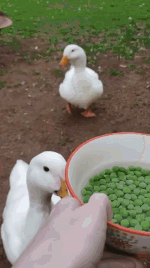 GIF