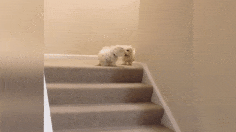 1827d4f5075aedb0d807716f8c02510fa8cdab3fdd9199cdddbc4f08f2766f2d.gif