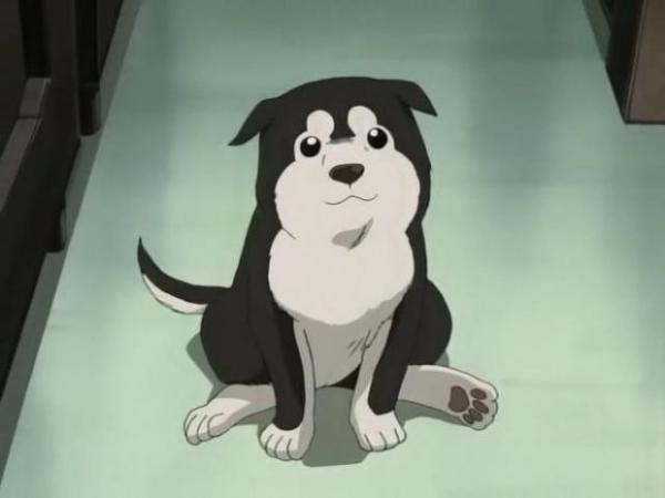 Anime Dog