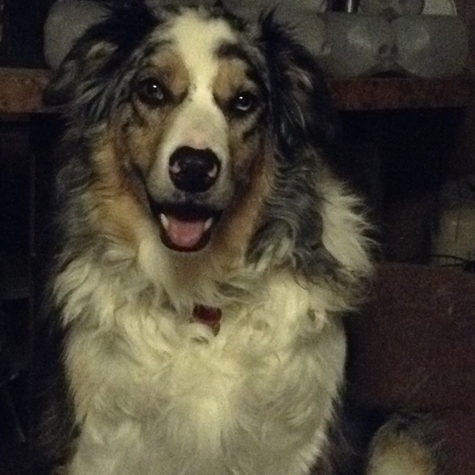 Garlic in Dog Food Good or Bad for Your Pet?