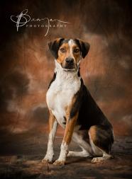 9 Pet Photography Tips
