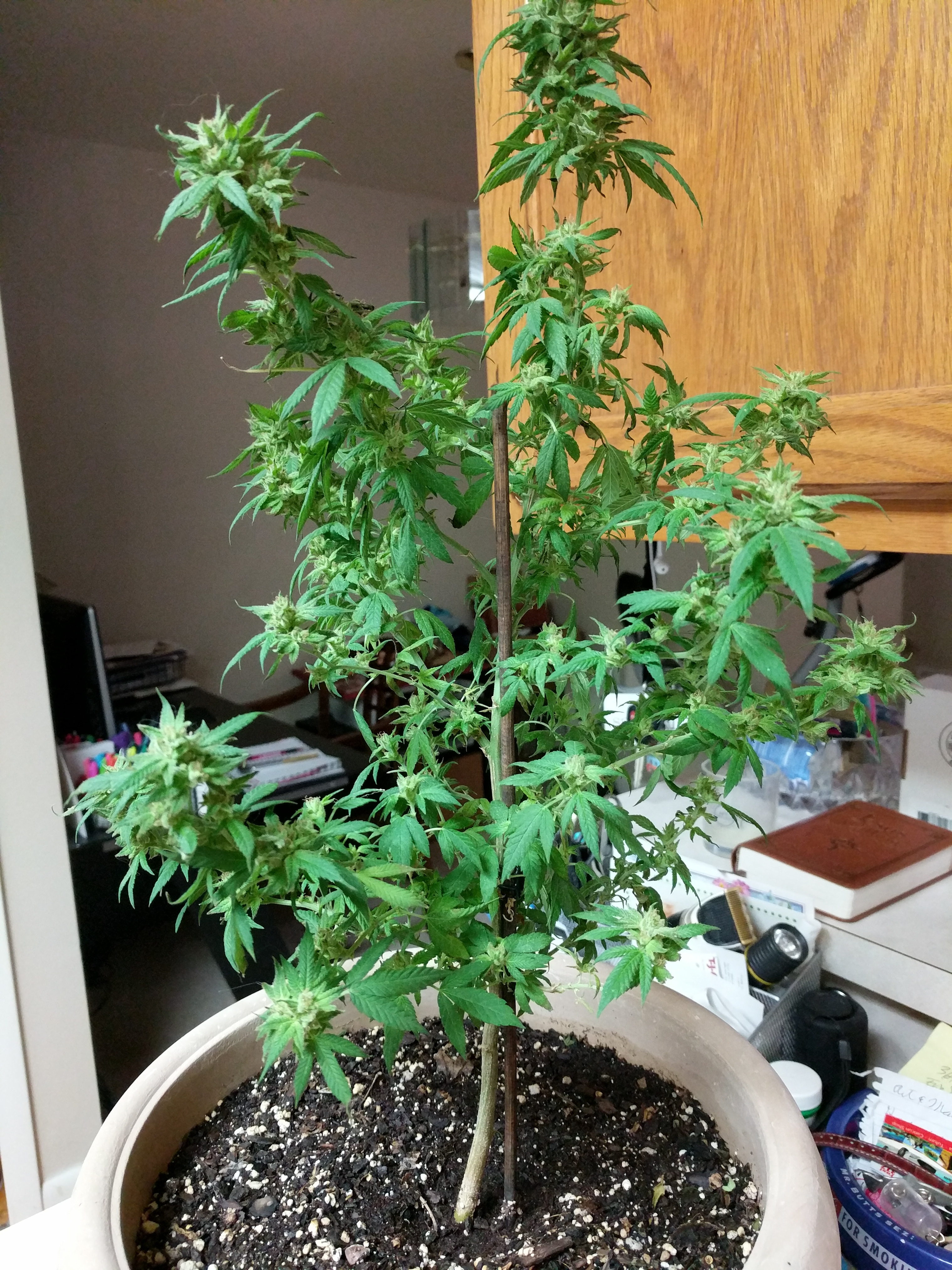 growing pot indoors 