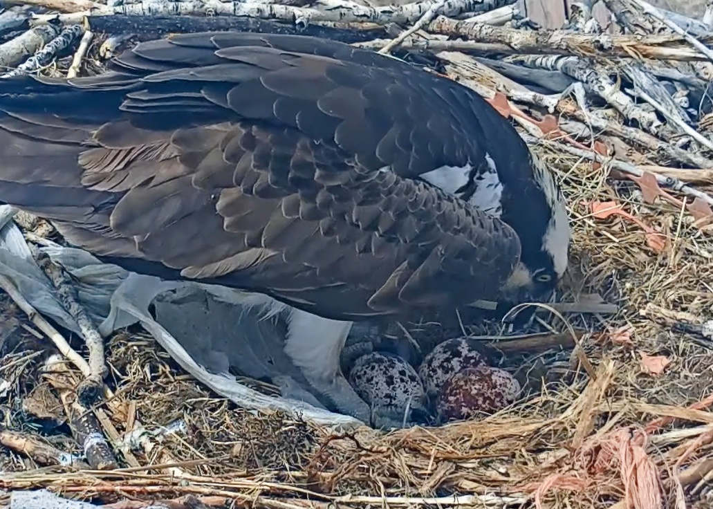 Nasty Teen Webcam - Osprey Camera - Boulder County