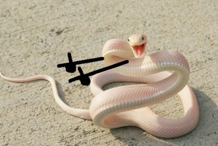 Imagen de Disqus