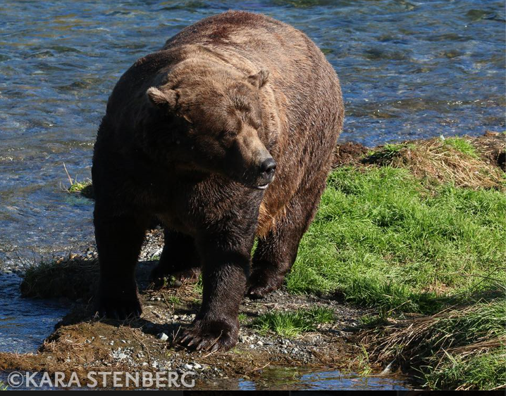 Chunk (#32)looks like he's ready to compete. 10/2018. Katmai NP, Alaska ...