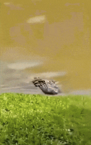368d83f573f35b340f9d6b9108fb3e3396f9af727290282b29ac7e106977591d.gif