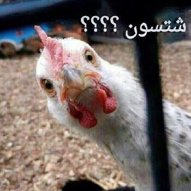 comment image