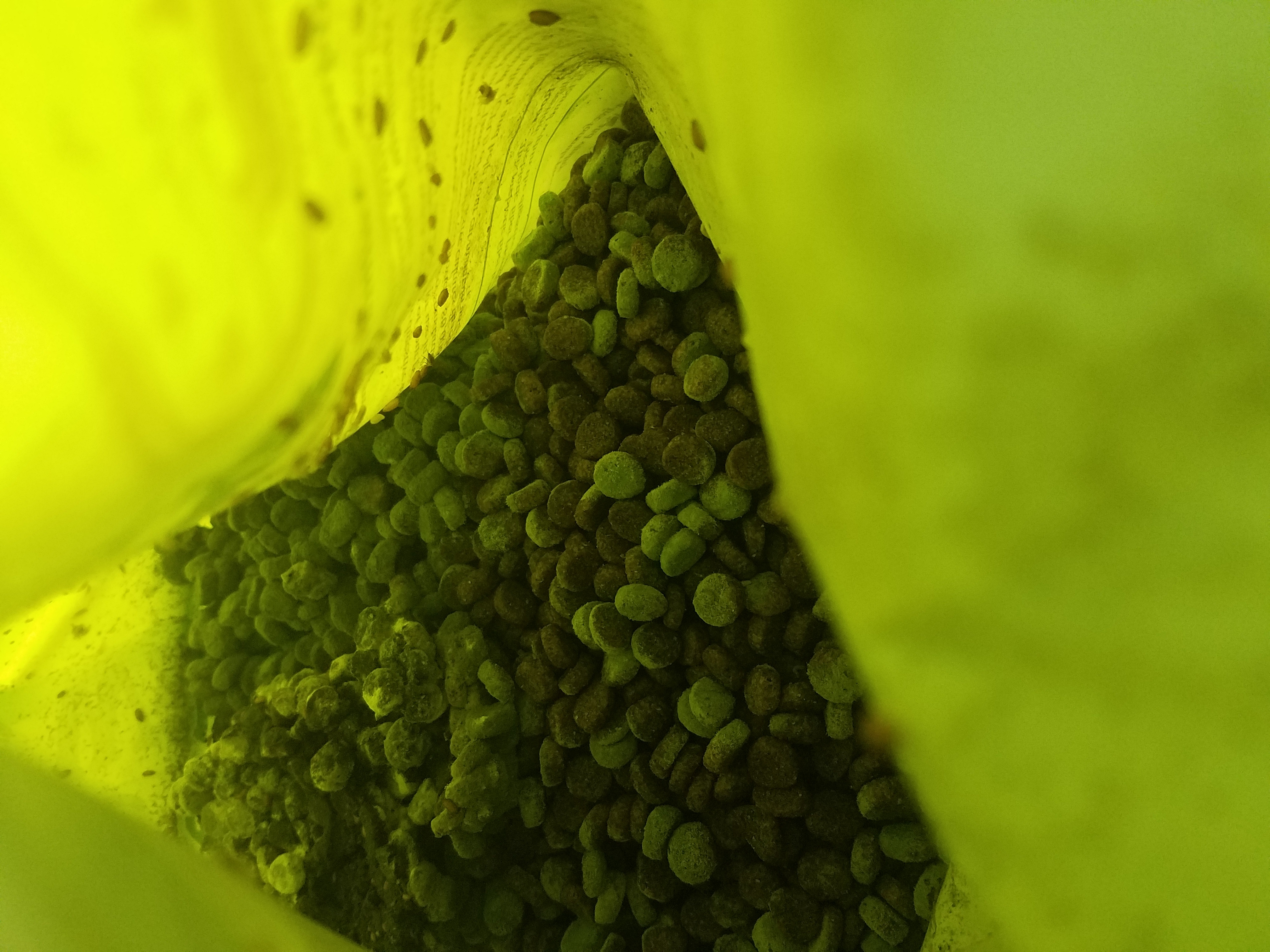 Dog Ate Moldy Food Dog Ate Moldy Food