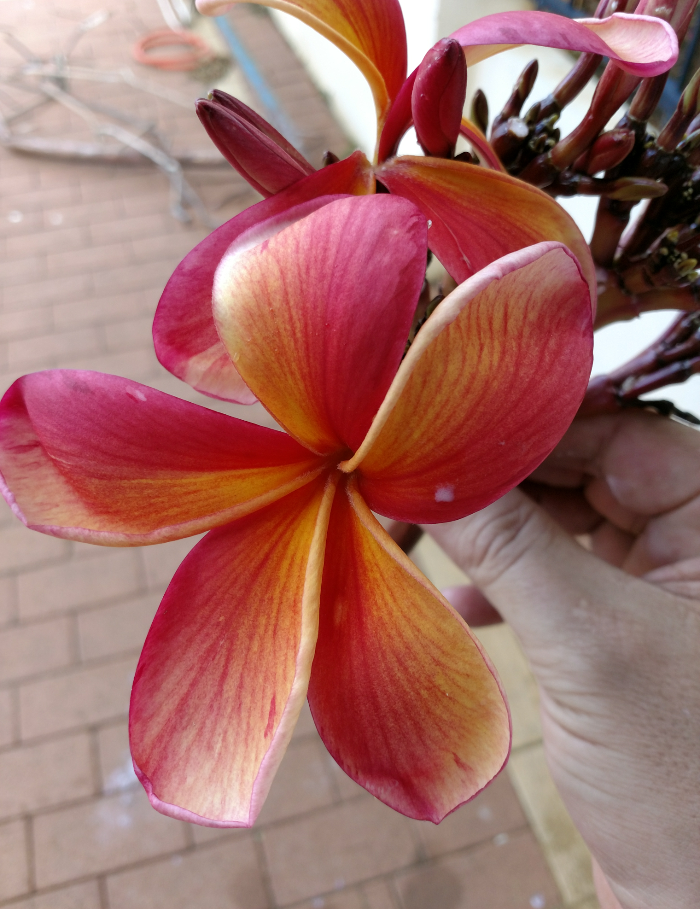 Frangipani facts and favourites Flower Power
