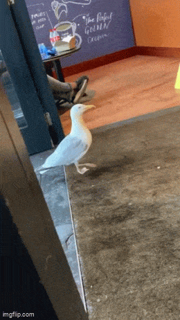 43b09c80e0aa1e070150182bf5dc041ddacb61ceb82189224e10f28f929f0fbb.gif
