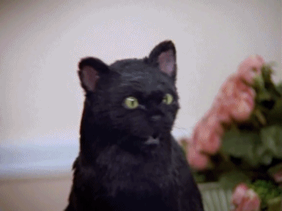 Il mio nero GF micio
