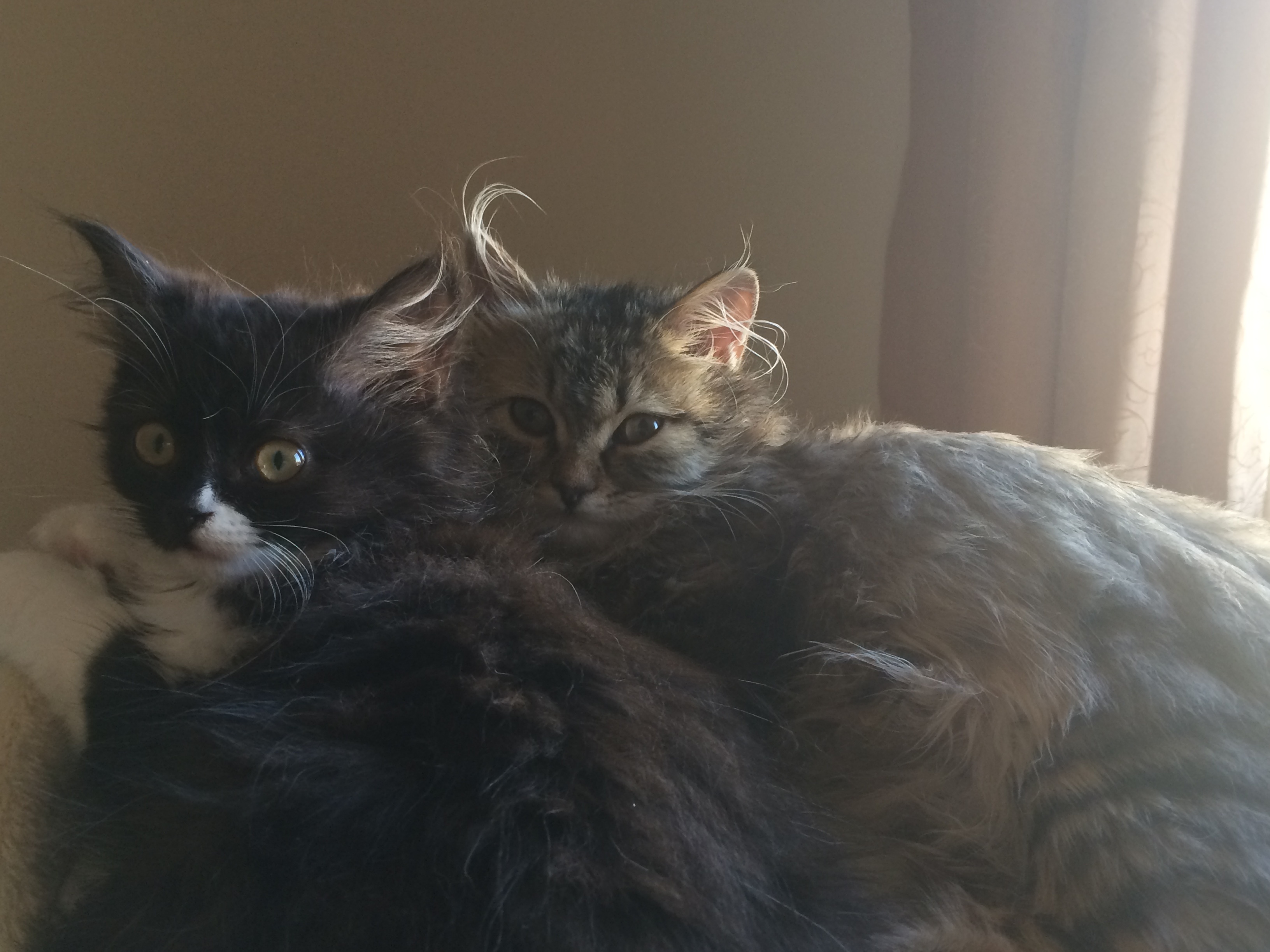 6 Reasons Your Cat Does Not Like to Be Held