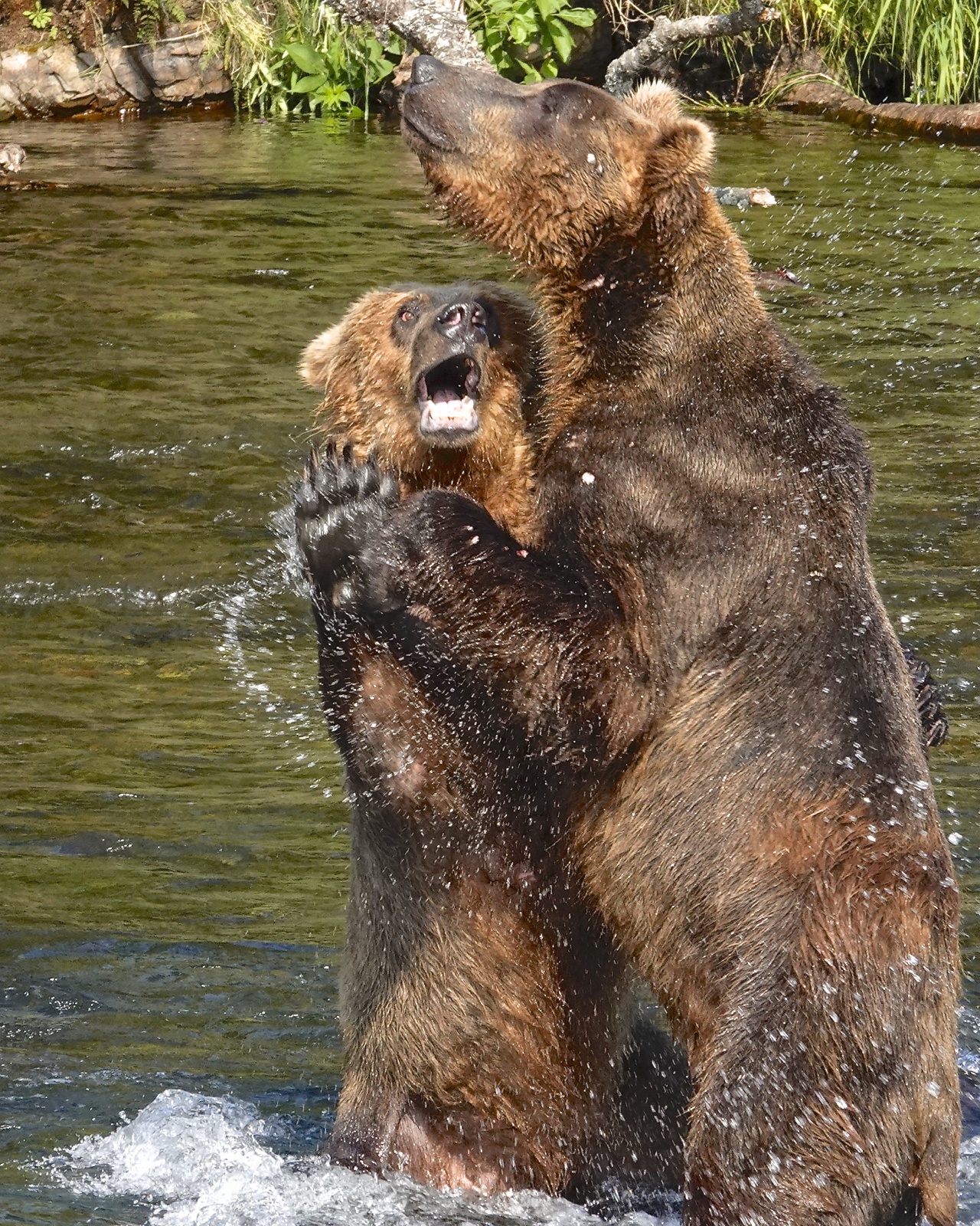 820 | Katmai Bearcams Wiki | Fandom