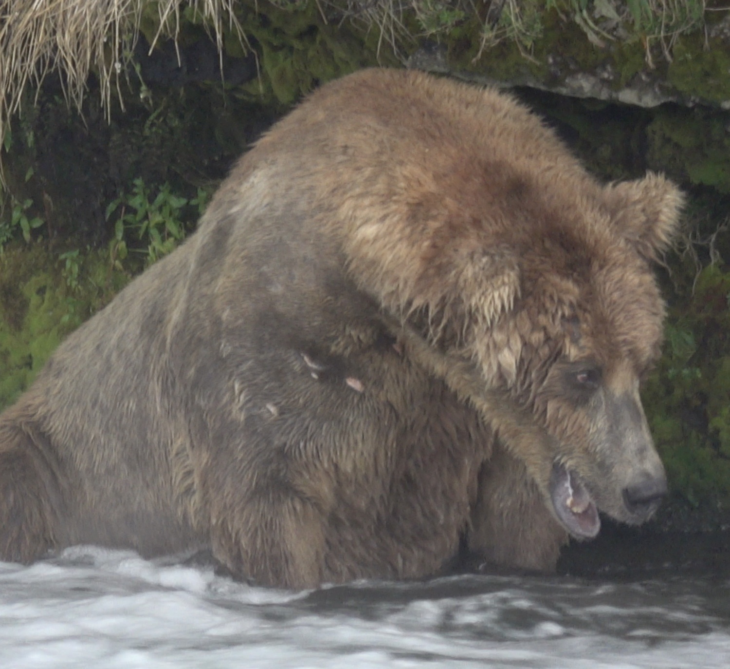 Otis (480) in his office. Katmai National Park, Alaska. Photo by