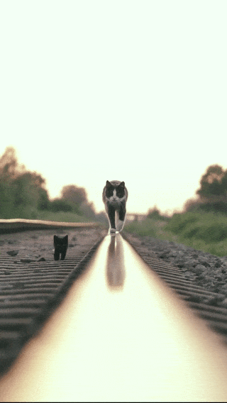 70b26f101958b9b7bc0d78af09beedbf84a8430853c12348d47a6cd3cff3de51.gif