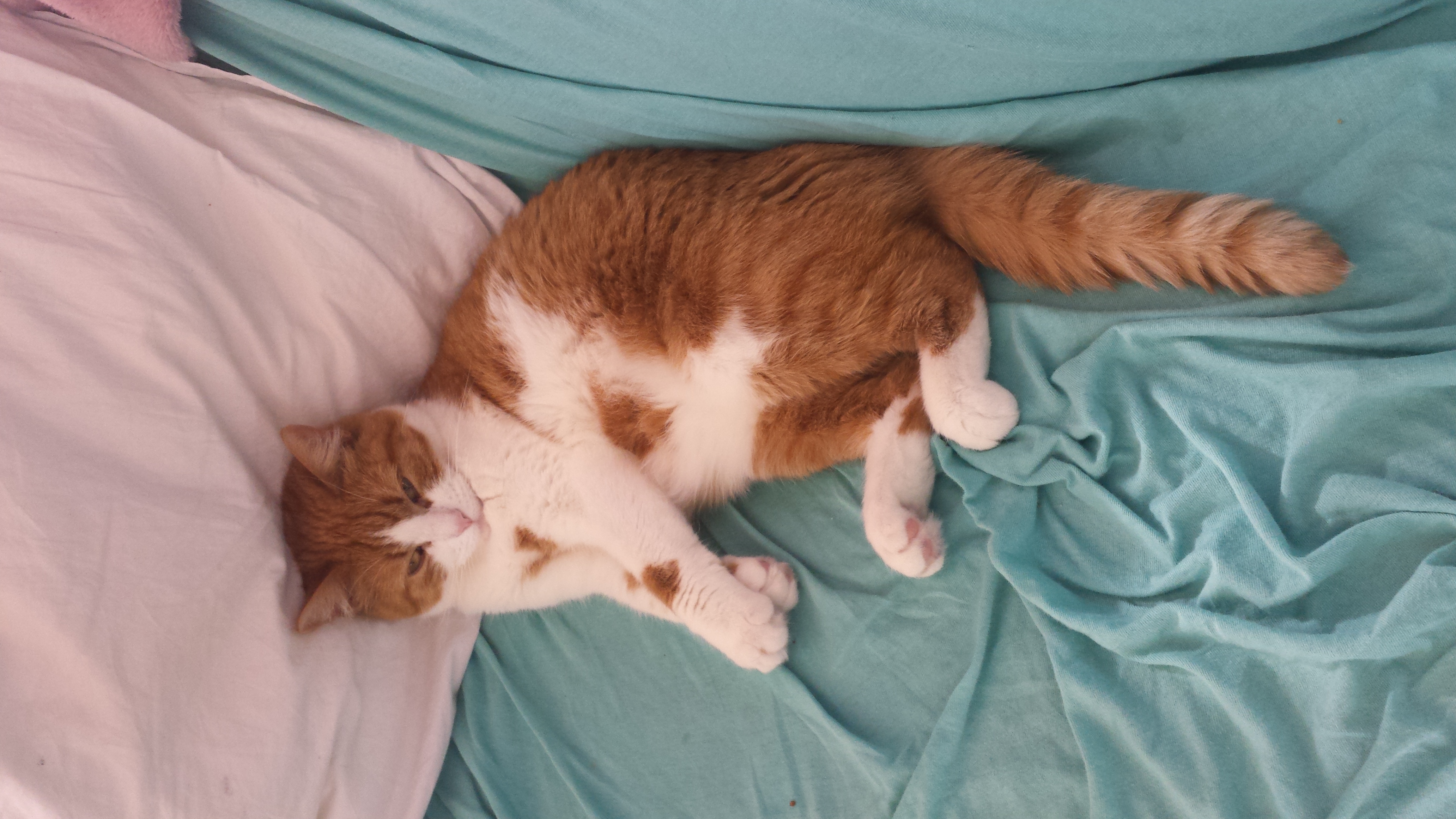 6 Reasons Your Cat Does Not Like to Be Held