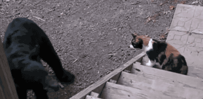 74f1a420f280aa2fa83c8a9ea7c410d30b1e06cbd23ed0b460344e59e72a8146.gif