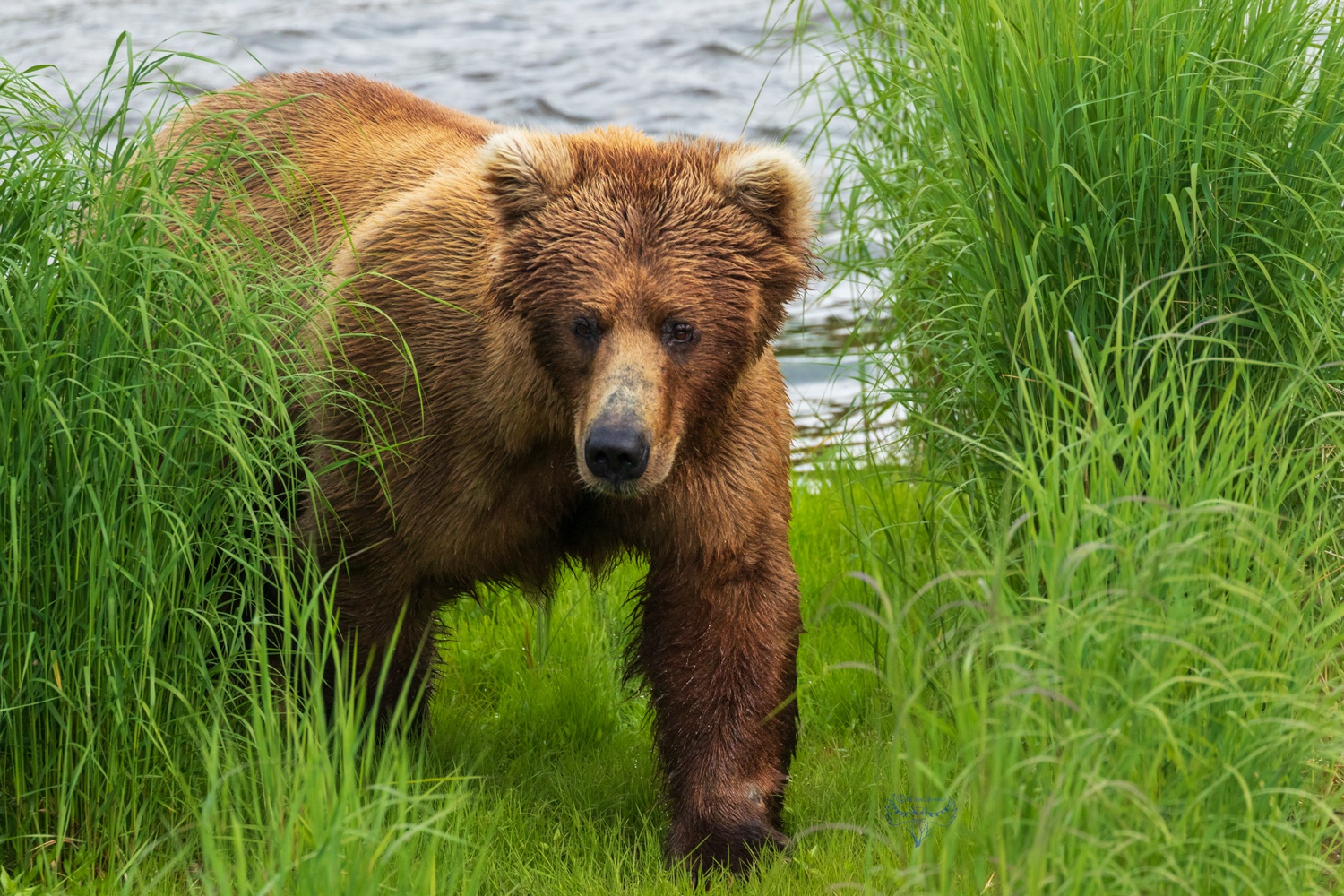 Beadnose (#409), time for afternoon nap. 6/25/2018. Katmai NP, Alaska ...