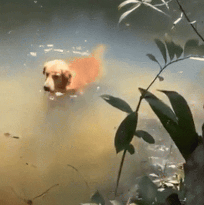 782d145976c8b2a3bea1622396880ffcb46de7fa715a3af2ba8e2c3eae0c0b5b.gif