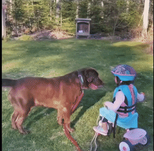 8161e0a784a5017d6429ba2f86f66e7c42f30bbb2b1bcc5db537a2ca17ca8326.gif