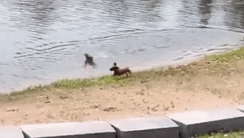 825d9f44d204c28cac39b7486d82d8b24843166ae44fa4c6f8909eed557db256.gif