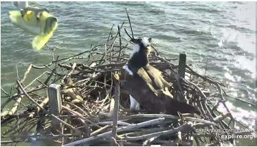 May I present the evening news, by Capital Gazette:  Osprey deliver newspaper to Chesapeake Bay nest