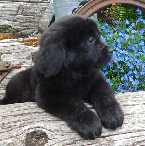 mini newfoundland dog