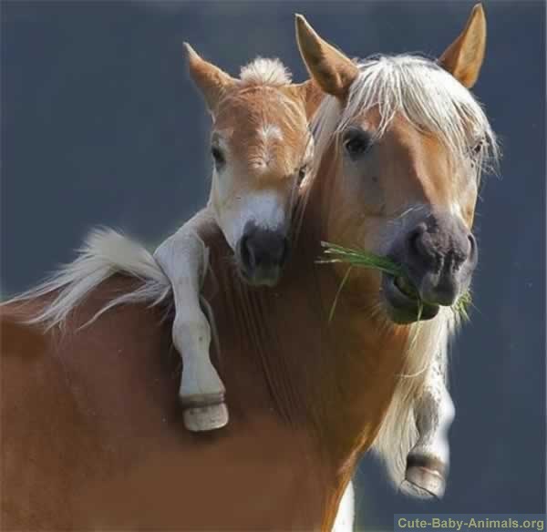 Cute Baby Horses Playing Best Horse Image 2018