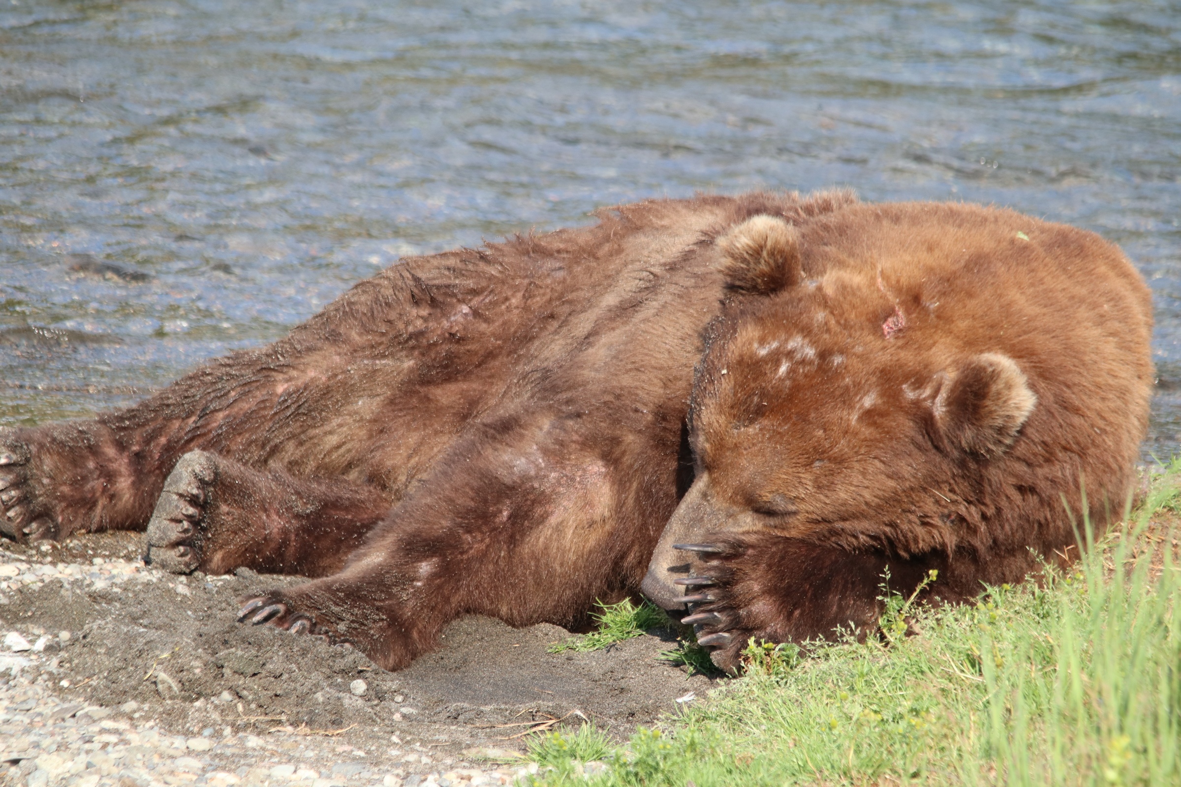 747-katmai-bearcams-wiki-fandom