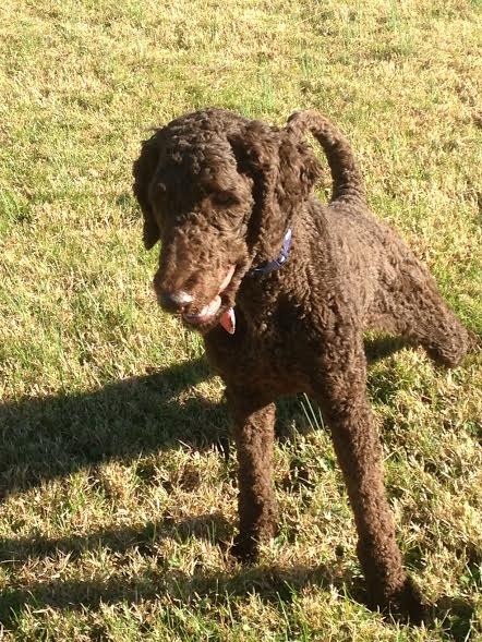 Standard Poodle vs. Portuguese Water Dog - DogVills