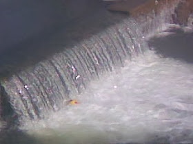 The rushing white water weir where the Bain and Wearing meet with yellow football trapped