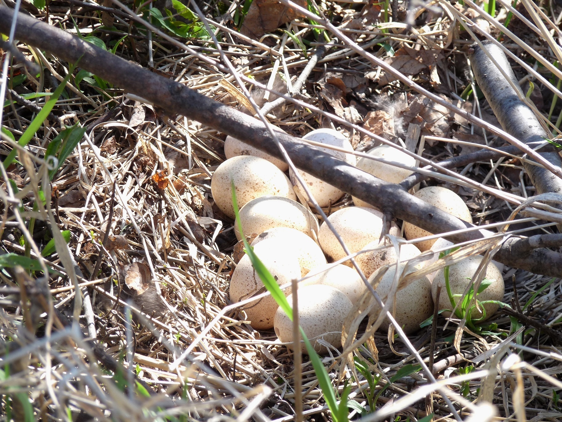 Fourteen wild turkey eggs in a nest