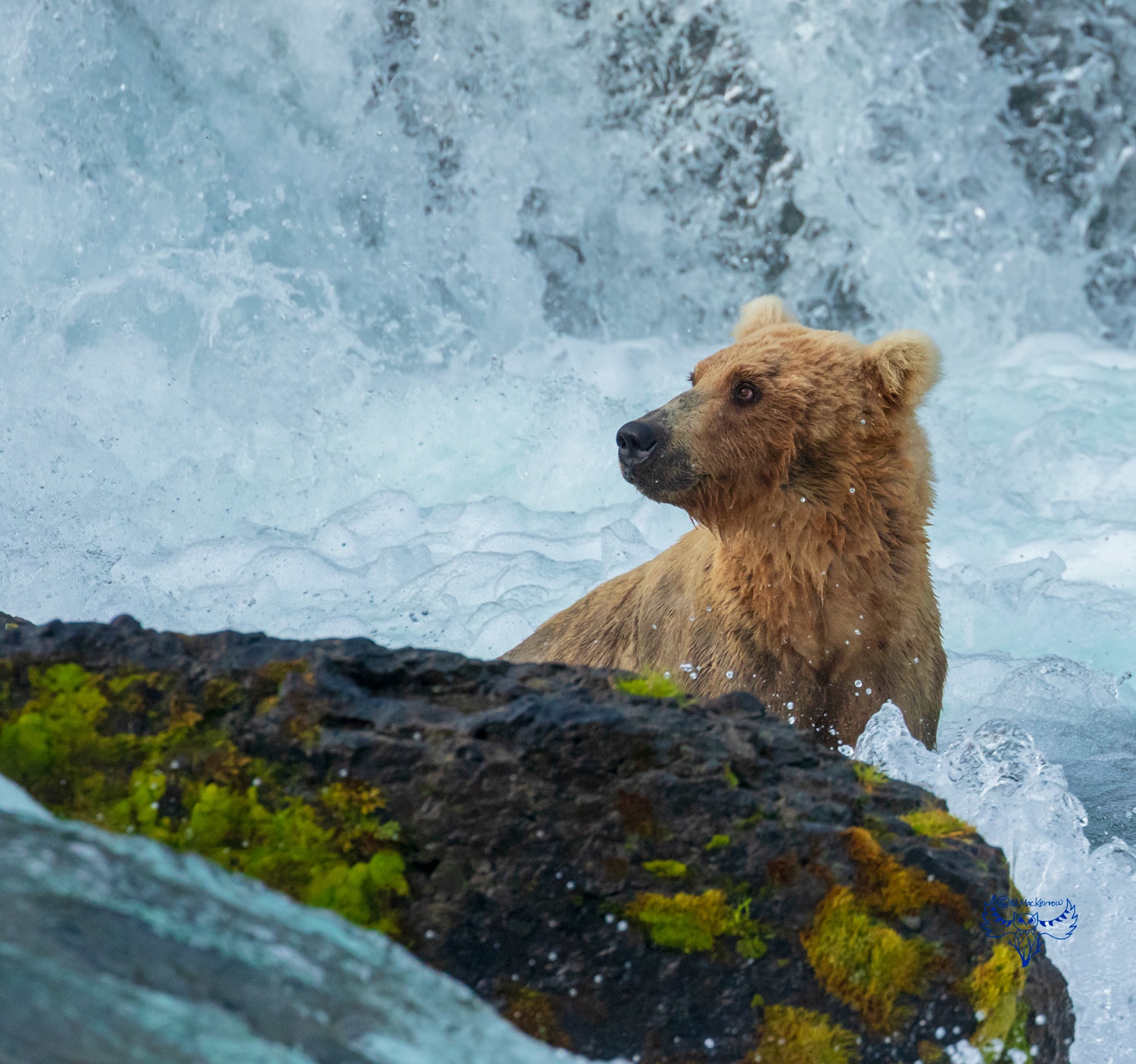 scared-bear-755-posing-for-his-portrait-6-30-2018-katmai-np