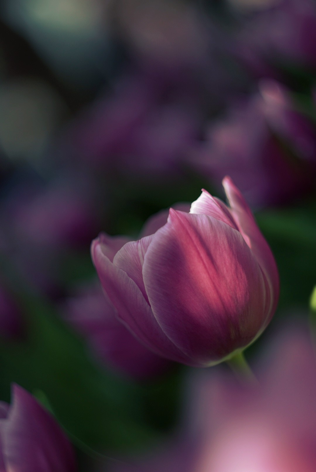 Weekly Photography Challenge: Flowers - with Prizes from ViewBug