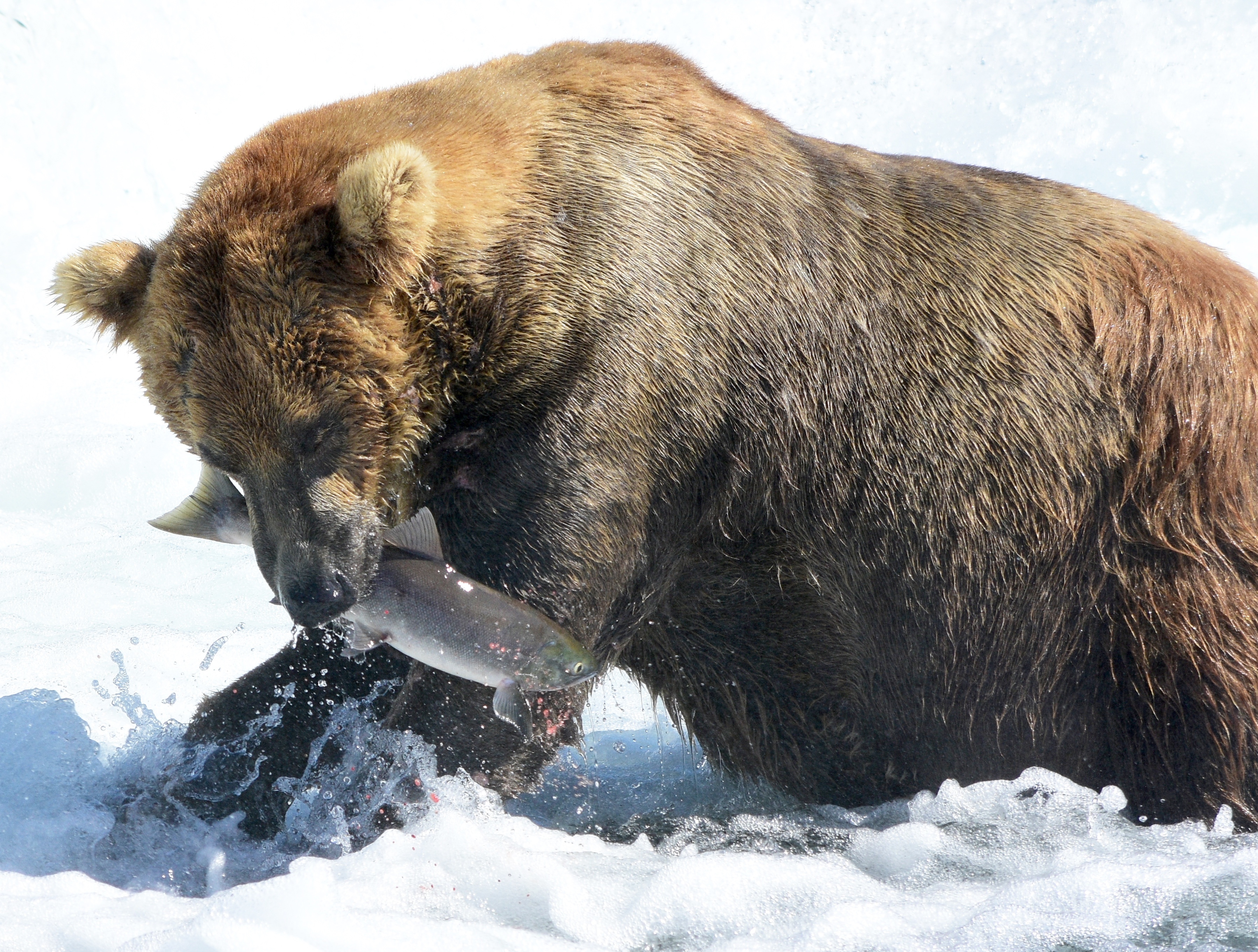 A rare Otis (480) "action" shot. Katmai National Park, Alaska