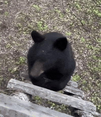 985615a70711230bb2fc6bfdb513291b81f72c40b5ca1cdfc26d8ac577508d60.gif