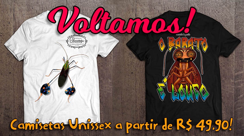 Aranha armadeira e vespa cavalo do cão qual vai vencer? 