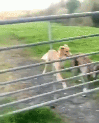 a0e64a877a03d7c5900567f36e791180d6585c0352cd31ccdcd07353c7c0b684.gif