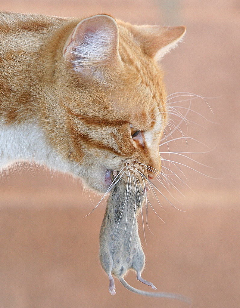 Догони кота. Кошка с мышью в зубах. Рыжий кот ест. Поймать кота. Кот поймал мышку.