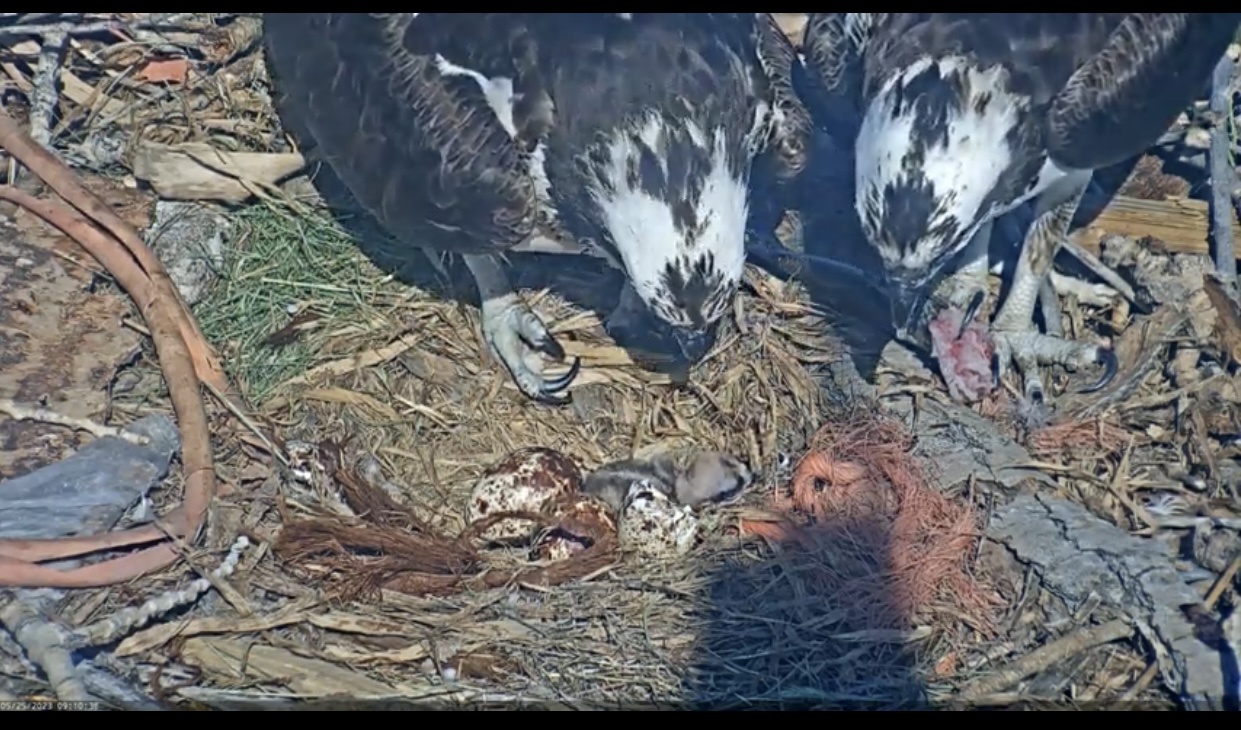 After bravely protecting her eggs from hail, a Boulder osprey