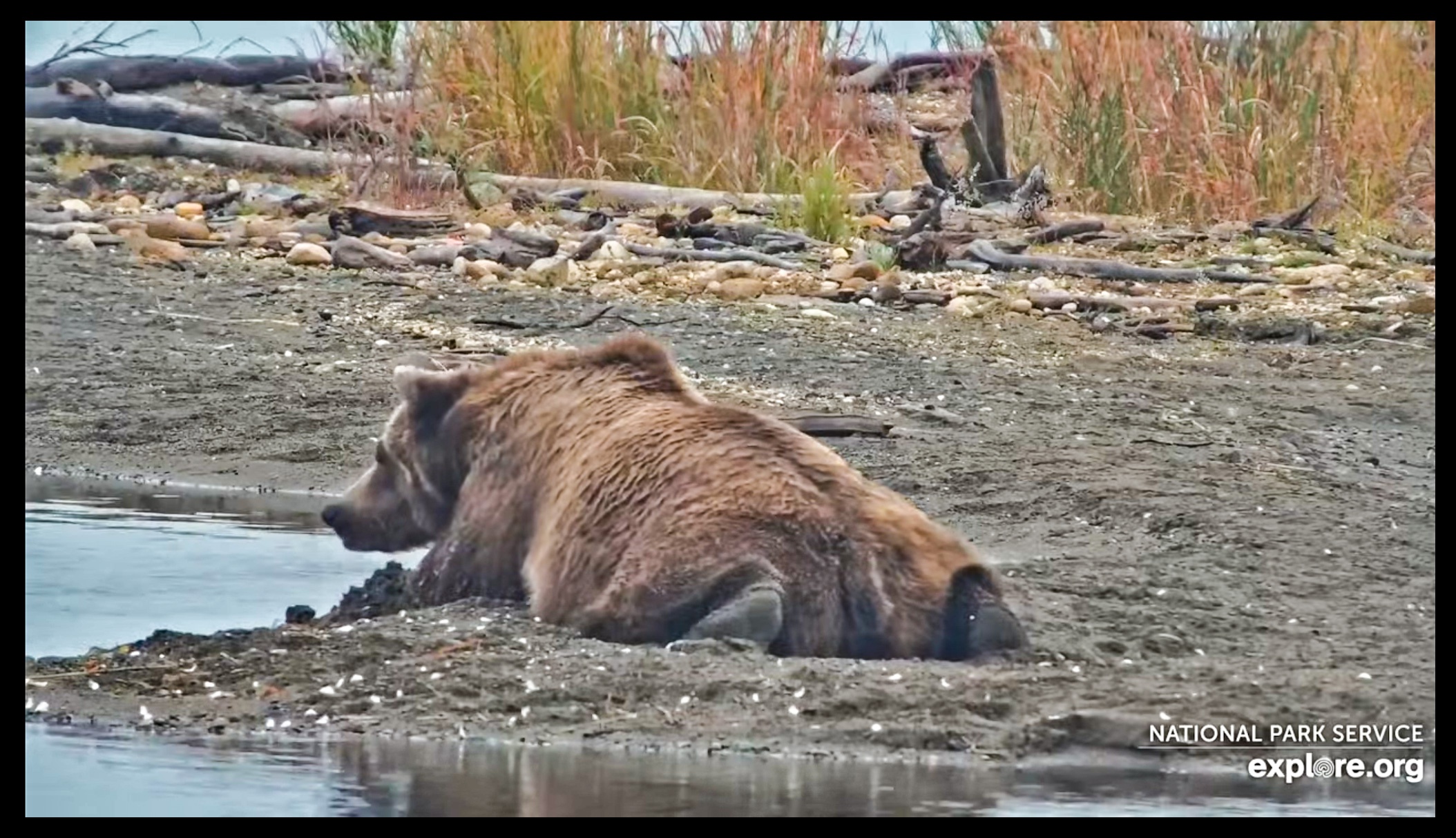 Disqus - Katmai Bear Cam - Brown Bears at Brooks Falls | Explore.org