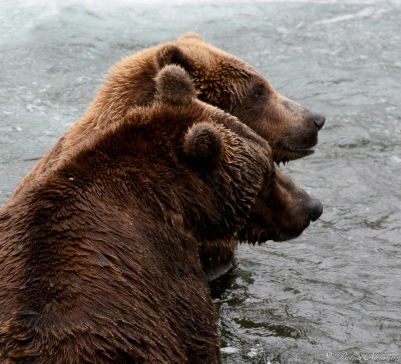 #503 & #812, They Were A Joy To Watch This Summer. 9 2018. Katmai Np 