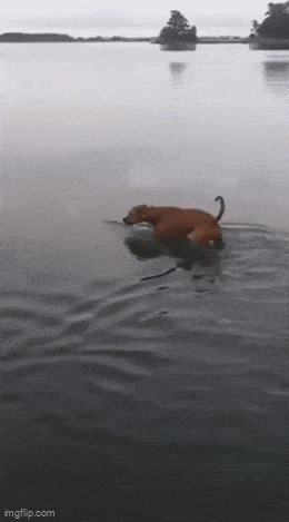 acd27b46584fb600b526d6dfeeda1c9d5835b90b73d786e185b2686a229d8aa9.gif