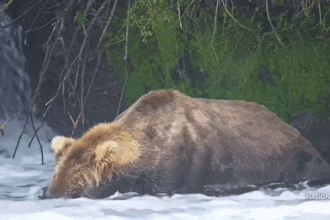 Fundraiser by Jed McGlasson : SAVE THE KENAI RIVER BROWN BEARS