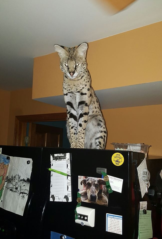 Considering a Serval Cat? Know the Risks of Having One.
