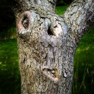 What Is Pareidolia And How To Use It In Your Photography What Is Pareidolia And How To Use It In Your Photography