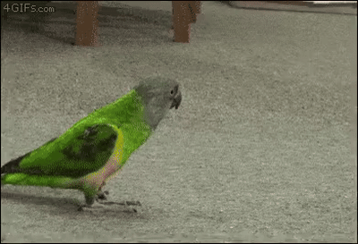 c6b00da6d4fb4892029bf0d5b500601bfee1729a30c36606c60b0793692bacb1.gif