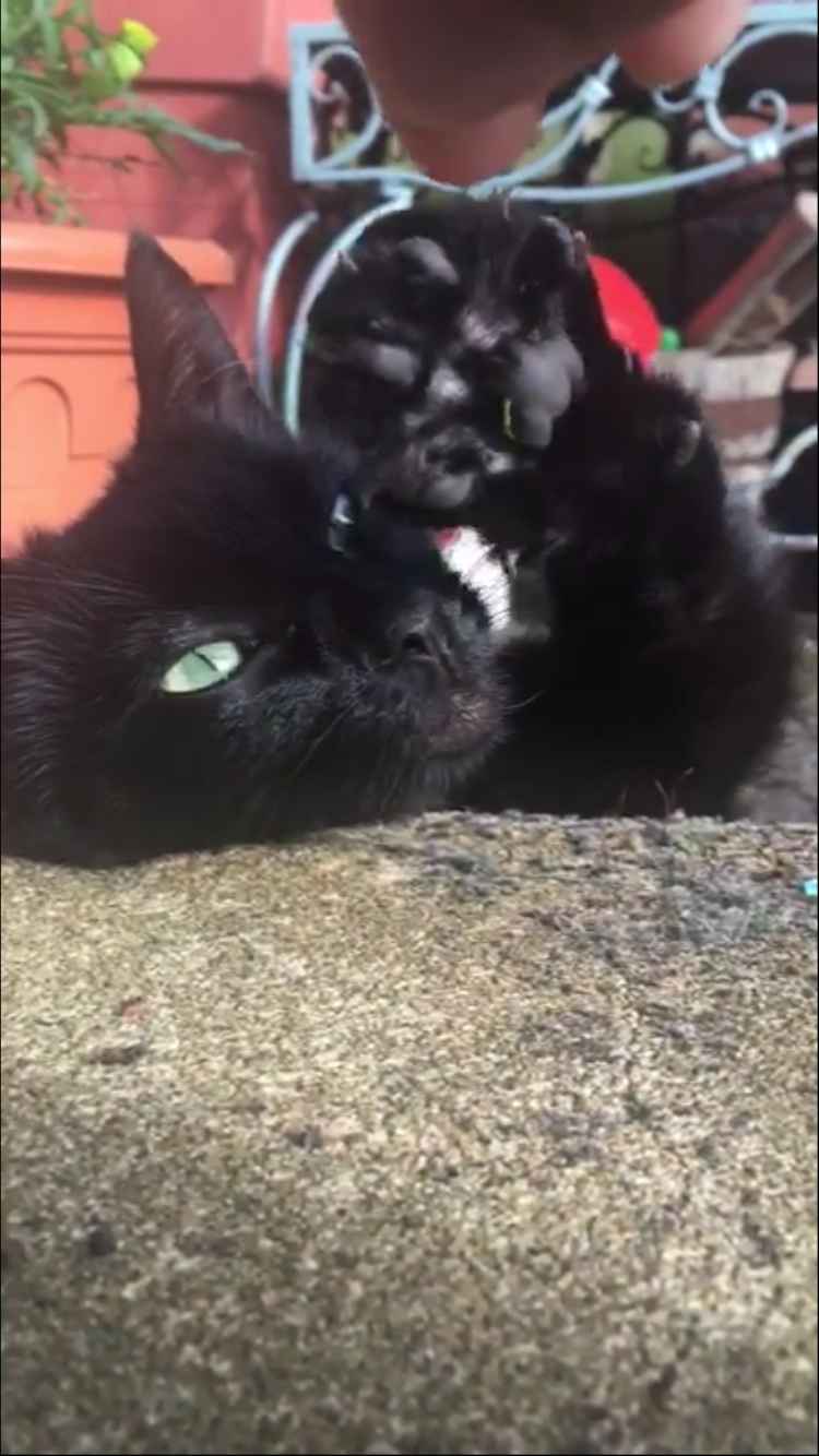 c734e807c9c2dbf95330e3a868f5cc7efaa097b4