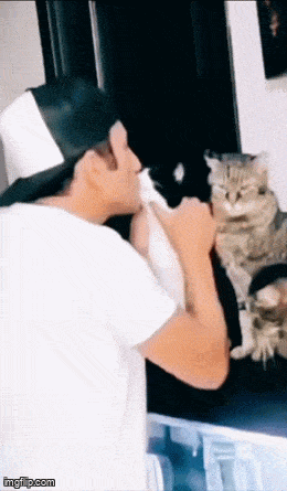 cb6777df6735772b6755c5d4413a793418c0ffd157bc19b052f34c838c474e8a.gif