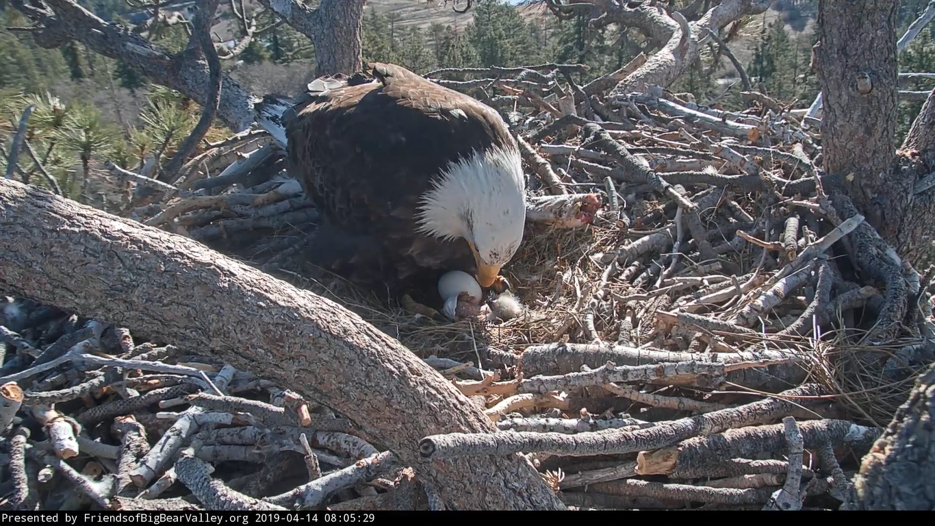 big bear eagle cam